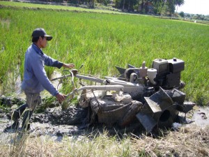 Preparing the rice field